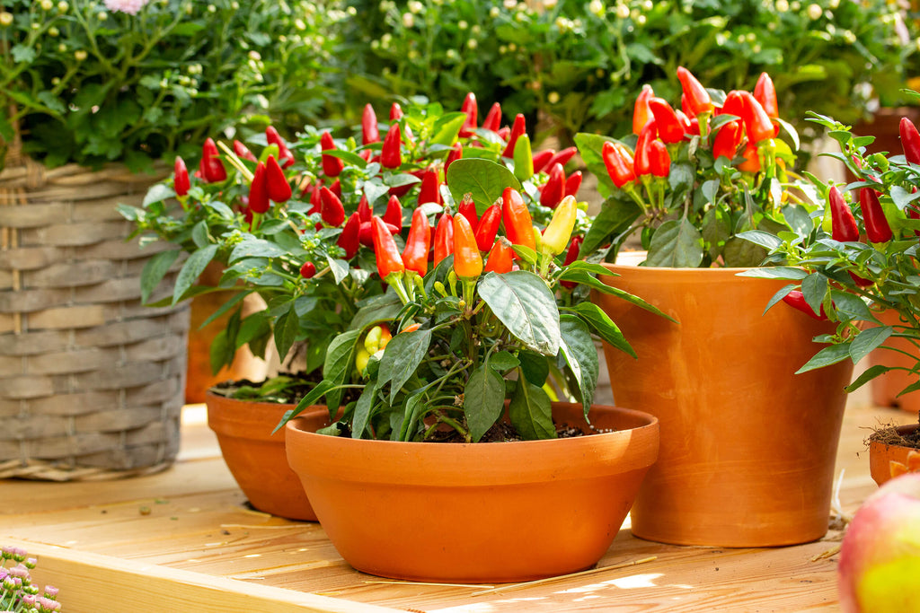 Plant a Hot Pepper Garden!