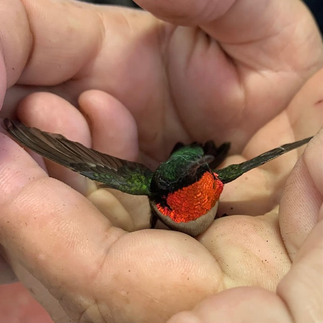 Attracting Hummingbirds