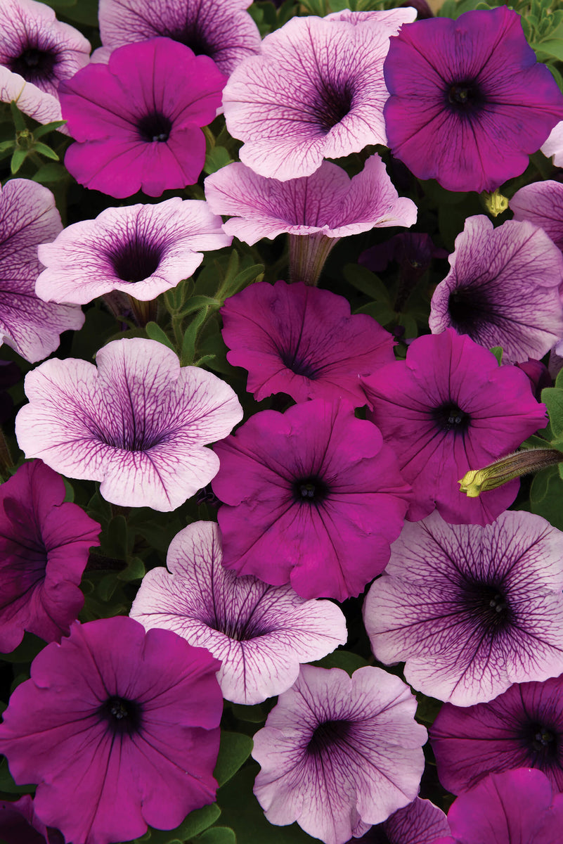 Wave Petunia (6Pack) Norman's Garden Gallery