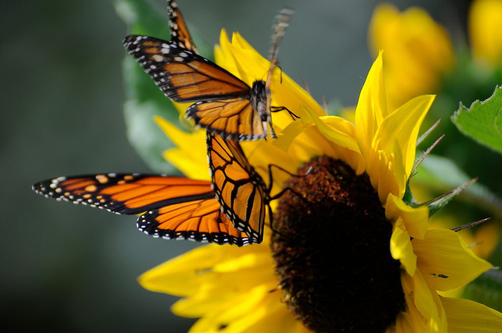 Attracting Butterflies to Your Garden