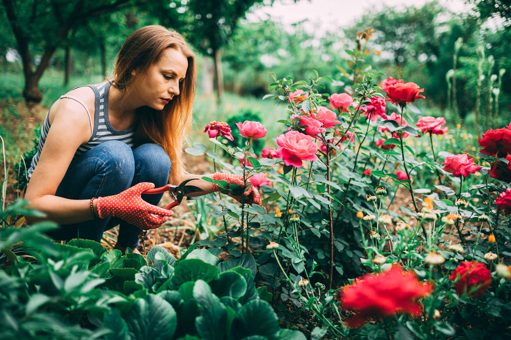 Roses - Types and Pruning