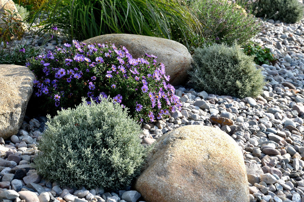 Plants for Your Rock Garden