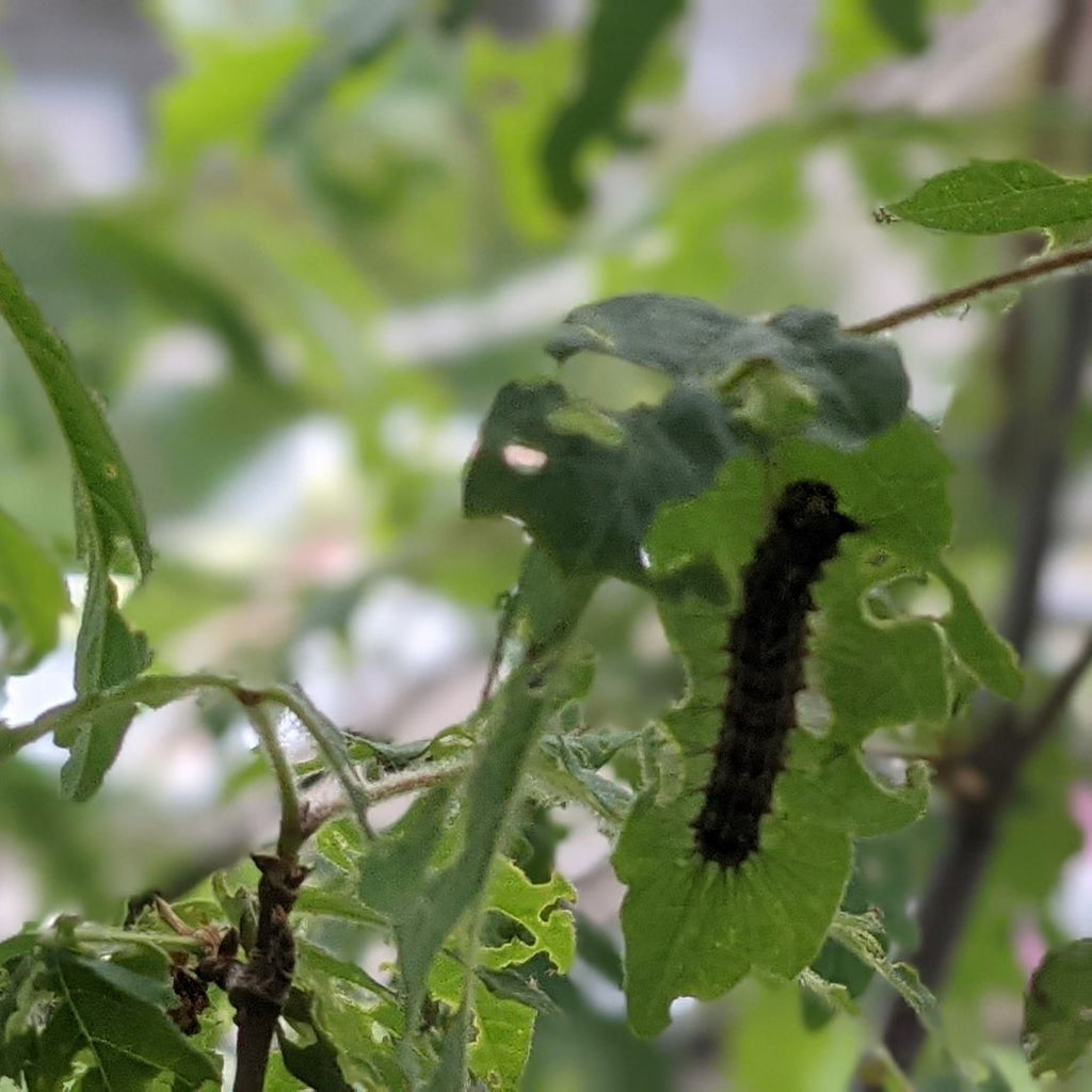 What do we do About These Caterpillars?