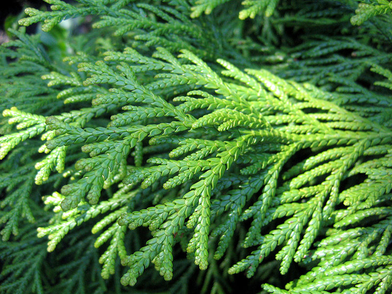 Cedar Rope – Norman's Garden Gallery