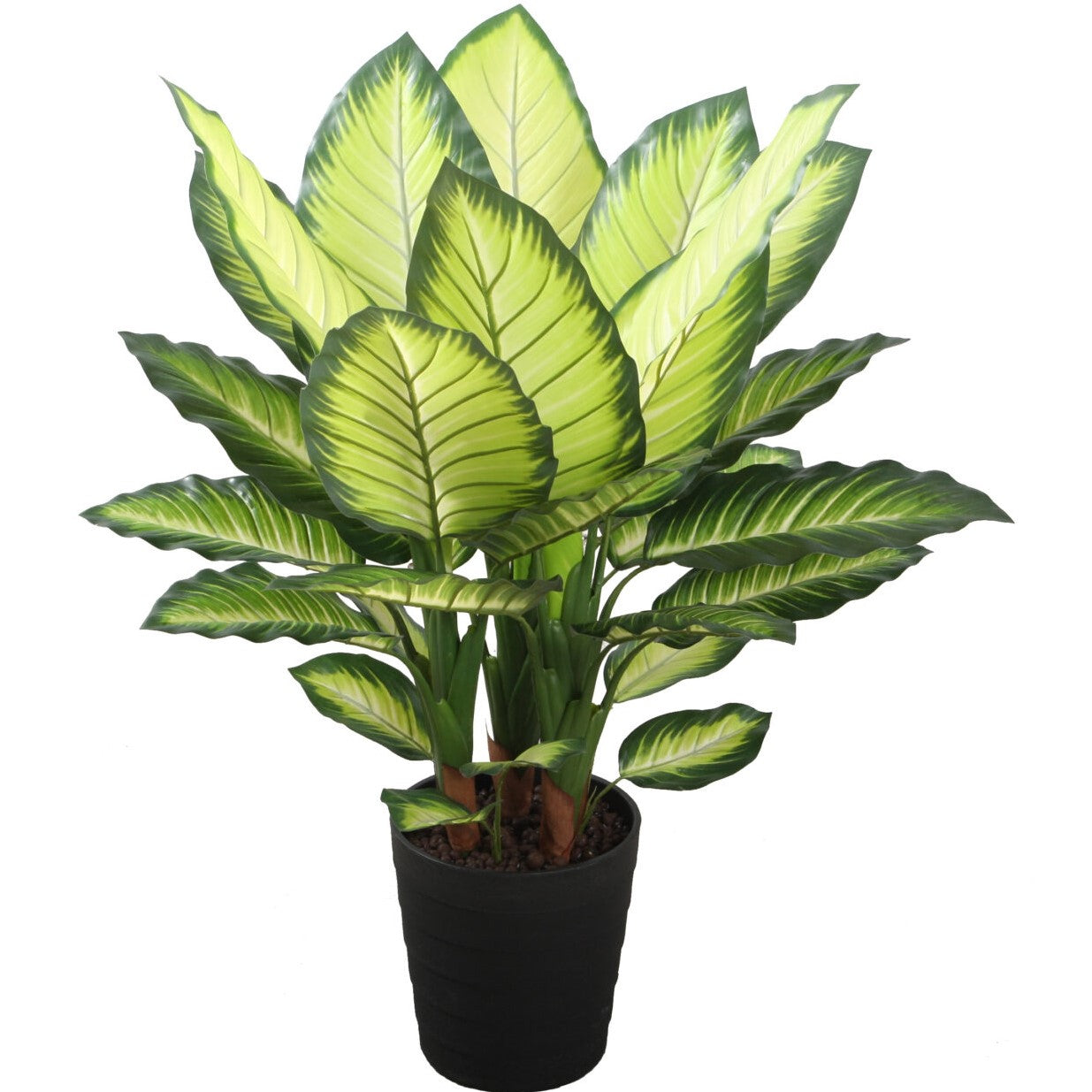 dieffenbachia triumph Potted 90Cm Dieffenbachia – Norman's Garden Gallery
