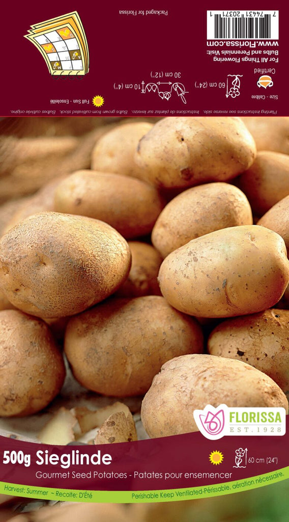 An image of Sieglinde Seed Potatoes