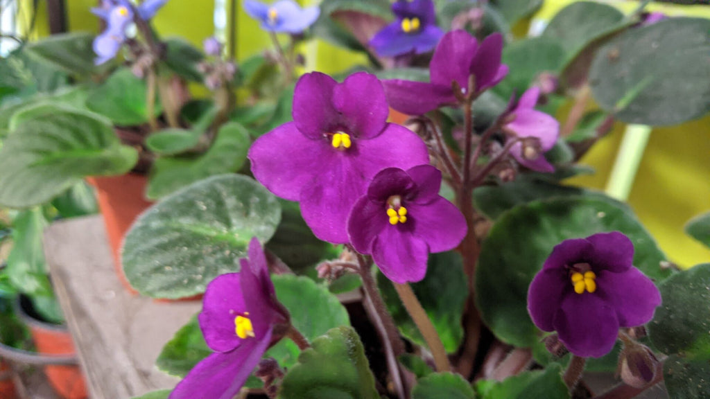 An image of African Violets
