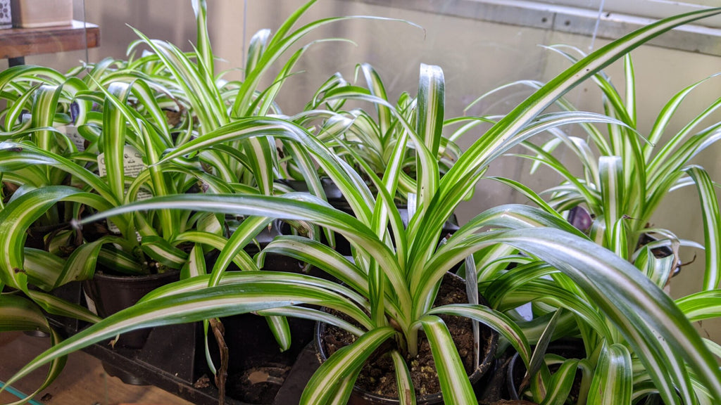 An image of Spider Plants