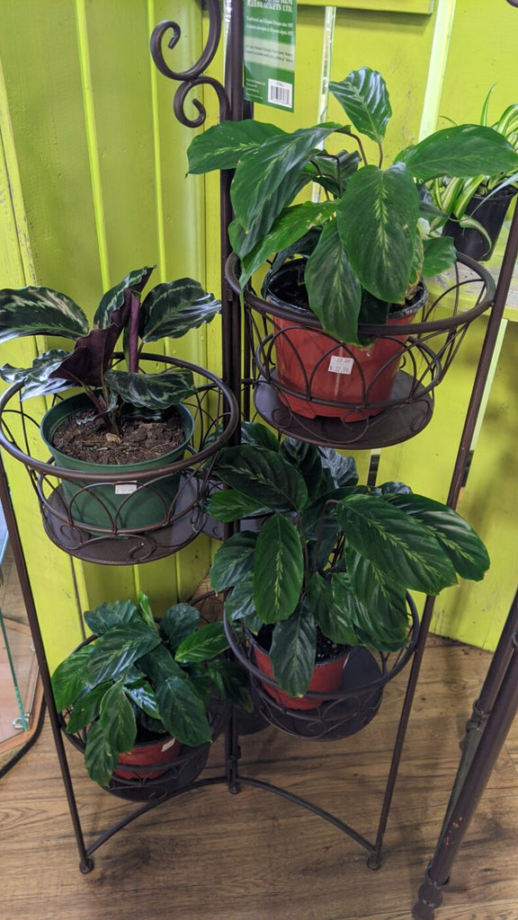 An image of an assortment of Prayer Plants