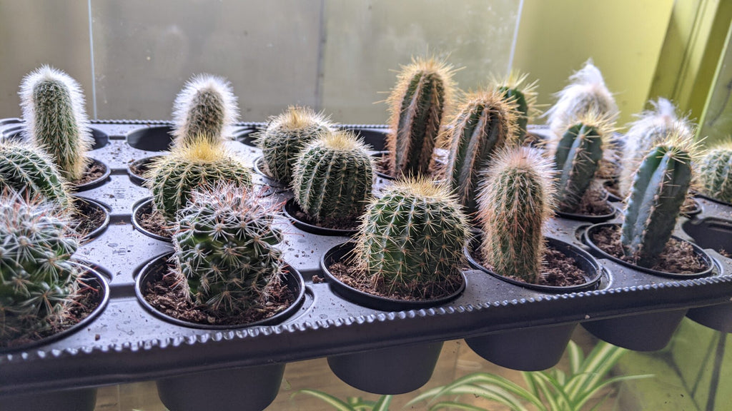 An image of assorted Cacti