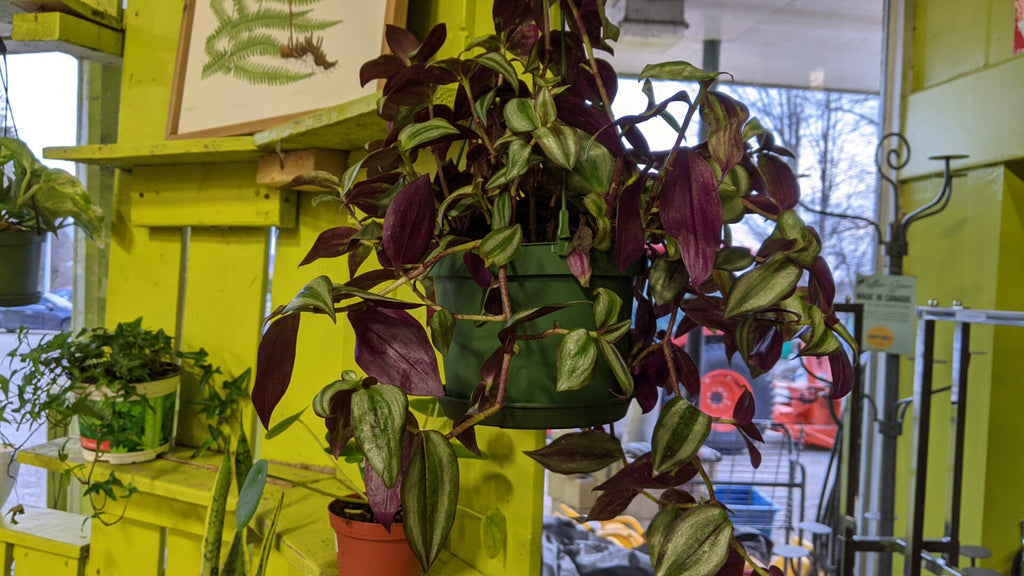 An image of a Wandering Jew Hanging Basket