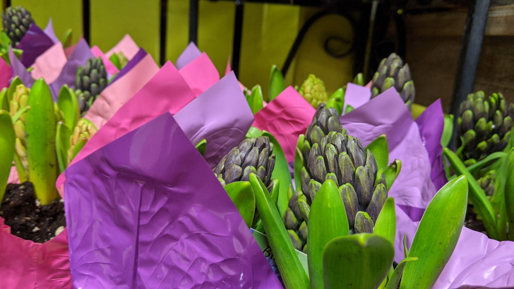 AN image of the Potted Spring Hyacinths