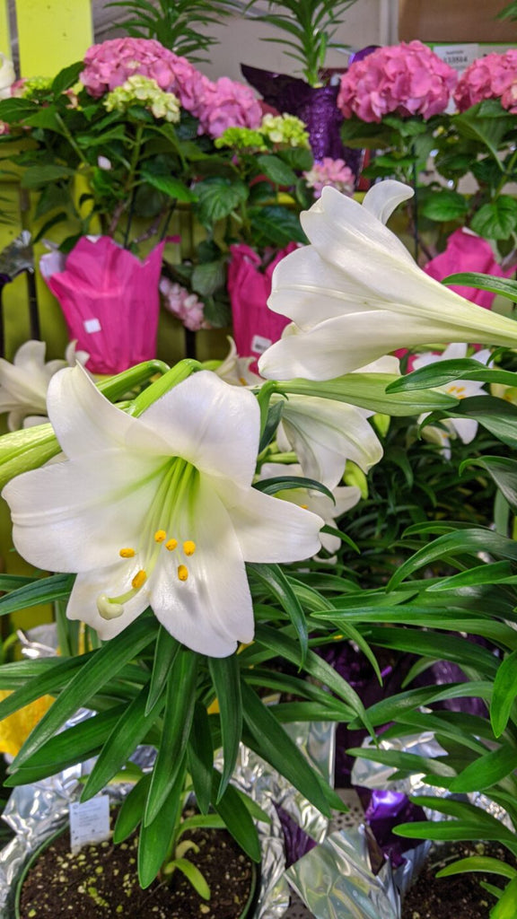 An image of our Easter Lilies