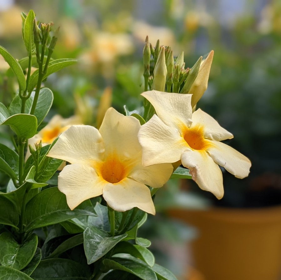 Quart Dipladenia 'Calypso Lemon' Norman's Garden Gallery