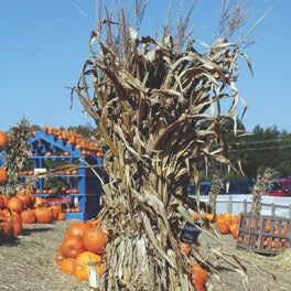 an image of a corn stalk