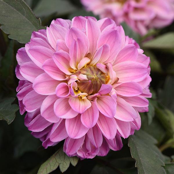 Image of a dahlia growing from a summer sizzler planter.