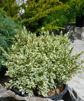 An image of a Variegated English Boxwood